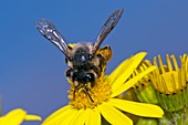 Solitary bee on ragwort flowers