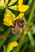 Honeybee on Lotus corniculatus flower