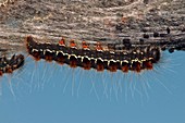 Eggar moth caterpillar
