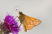 Large skipper butterfly on thistle flower