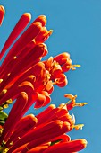 Flame vine (Pyrostegia venusta) in flower