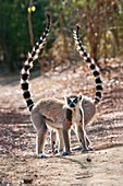 Ring-tailed lemurs