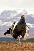 Black grouse male