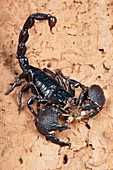 Emperor scorpion eating a cricket