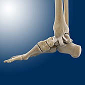 Inner ankle ligaments,artwork