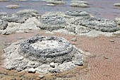 Stromatolites,Australia