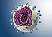 Influenza virus particle,artwork