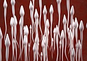 Sperm cells,artwork