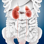 Kidneys and ureters,artwork