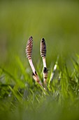 Field horsetail stems and cones