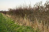 Hawthorn hedgerow in winter
