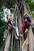 Rainforest researchers climbing a tree