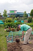 Allotment cultivation