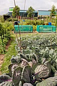 Cabbages,allotment cultivation