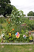 Allotment companion flower planting