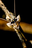 Stick mantis,Borneo