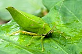 Bush cricket,Borneo