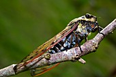 Cicada,Borneo