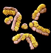 Human chromosomes,SEM