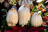 Common ink cap mushrooms