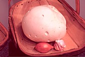 Giant puffball fungus in a basket
