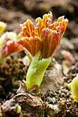 Young shoots of tuberous Begonia