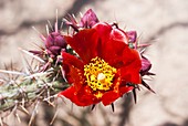 Red flower on spiny cactus