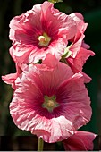 Hollyhock (Alcea rosea)