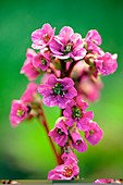 Elephant's Ears (Bergenia 'Rotblum')