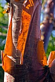 Himalayan Birch (Betula utilis)