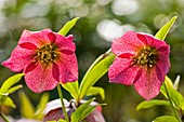 Hellebore (Helleborus niger)