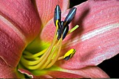 Day Lily (Hemerocallis sp.)