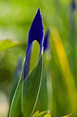 Iris sp. in bud