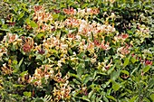 Honeysuckle (Lonicera pericylmenum)