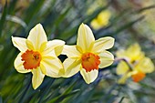 Daffodil (Narcissus 'Red Devon'