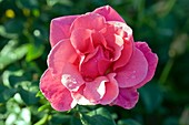Rose (Rosa Jack Wood 'Frydabble')