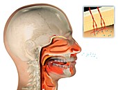 Human olfactory system,artwork