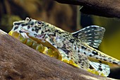 Armoured catfish with eggs