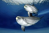Bottlenose dolphins in an aquarium