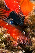 Triplefin blennies