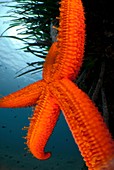 Red starfish on seagrass