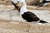 Kelp gull with Cape gannet's egg