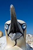 Cape gannet