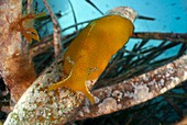 Sea slug on seagrass