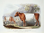Somerset Cattle,19th century