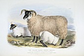 Black-faced Heath Sheep,19th century