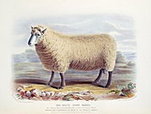 South Down Sheep,19th century