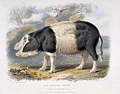 Old English Pig,19th century