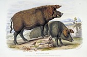 Wild boar,19th century artwork