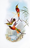 Crimson topaz hummingbirds